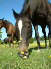 Grange_horses_Equine_Chiropractic