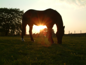 Horse chiropractor covering Surrey, Sussex and Kent